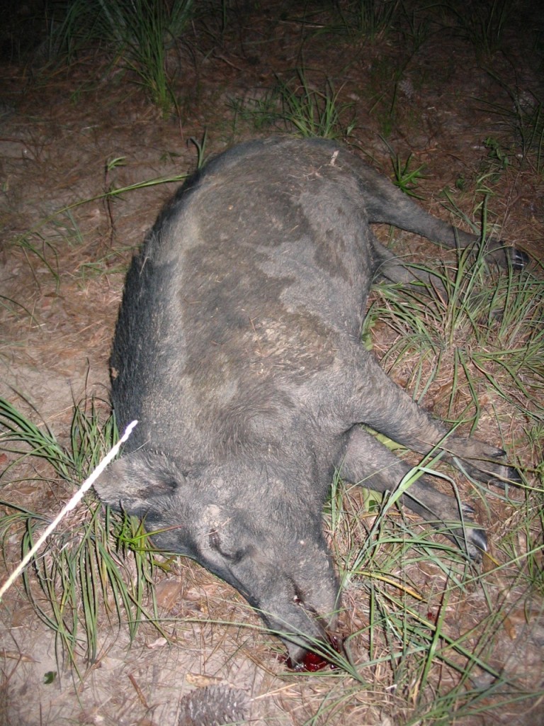 Hunting Wild Boar